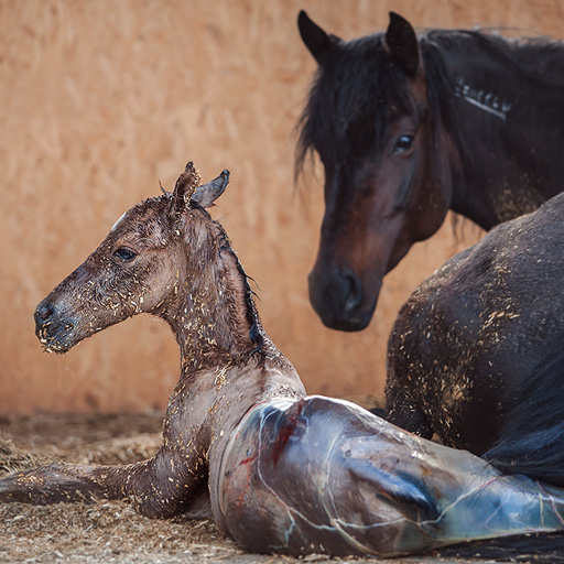 Mare giving birth to her foal