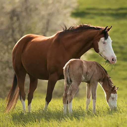 Mare giving birth to her foal